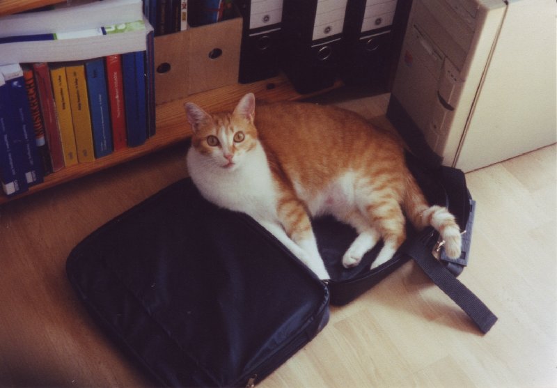 Die Laptoptaschenkatze.jpg