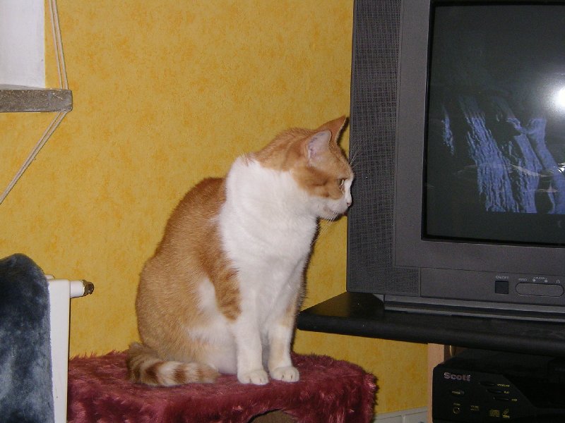 Katzen lieben TV.JPG