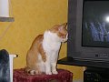 Katzen lieben TV